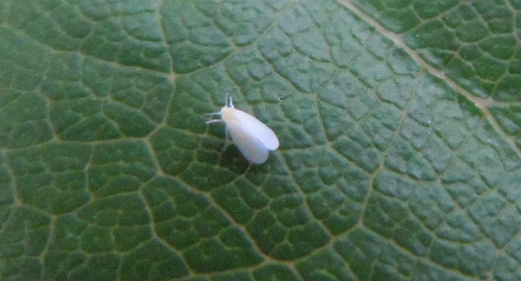Aleyrodidae? Sì
